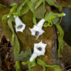 Mosshollow Devil's Snare Felted Garland