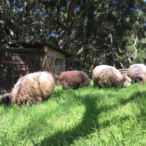 NommingSheep