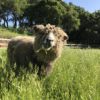 Momma Klaus's Un-Dyed Roving - Image 4