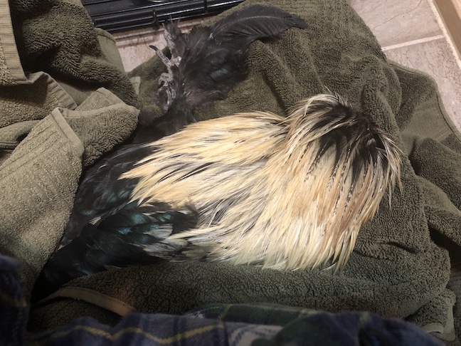 a golden and black feathered rooster lies motionless on a towel