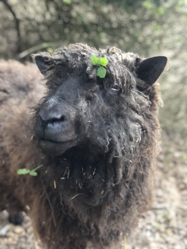 a brown wooly sheep with a patch of poison oak above her left eye