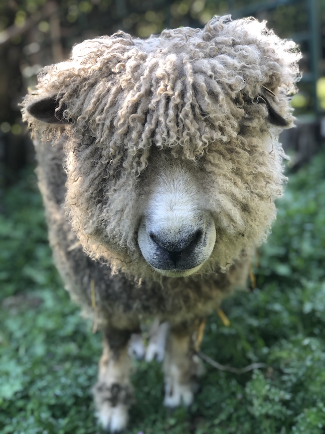 a white wooly sheep's face covered by wooly locks obscuring her eyes