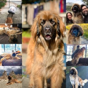 9 images of a Leonberger dog in all her golden, fluffy glory