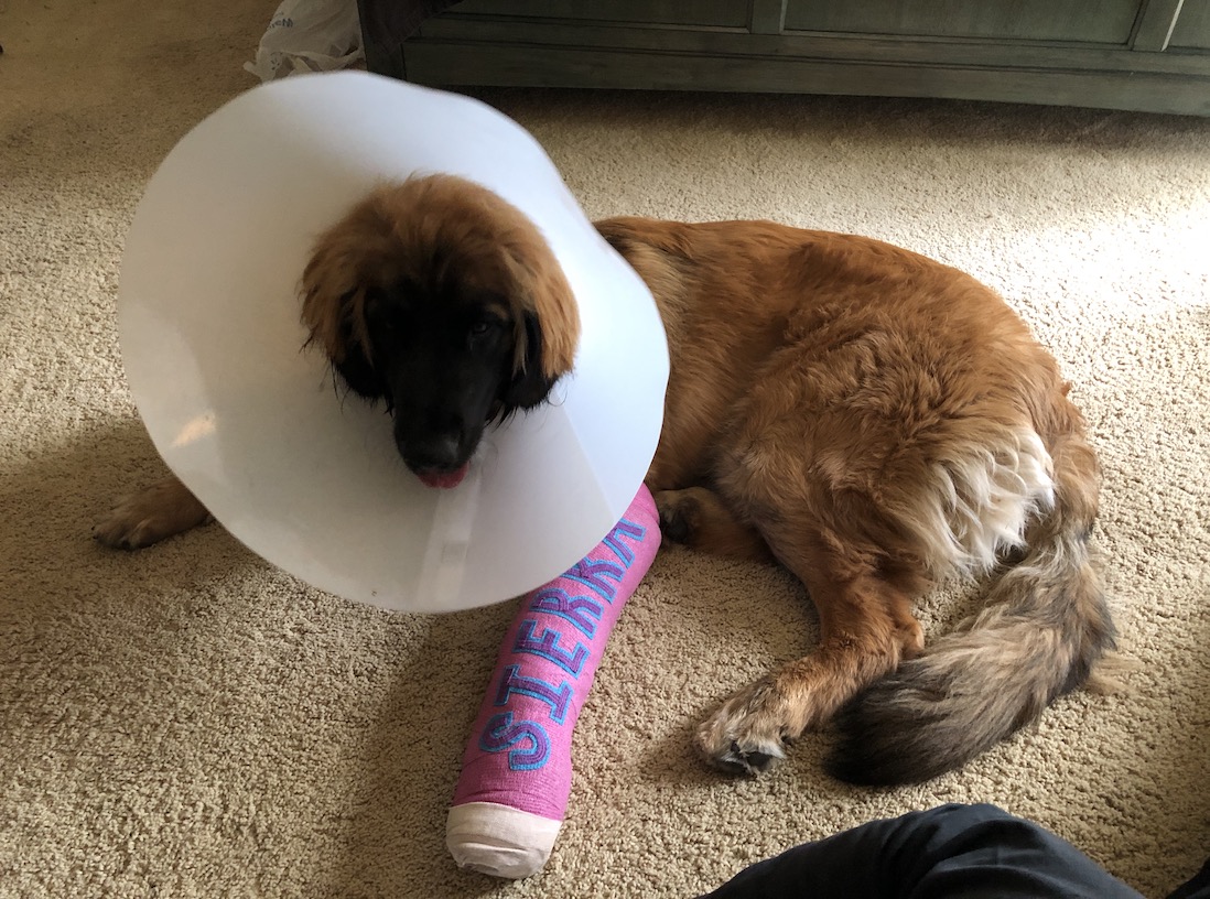 a Leonberger dog in a cone while wearing a pink cast on her front left leg with cut out letters Sierra attached to the cast