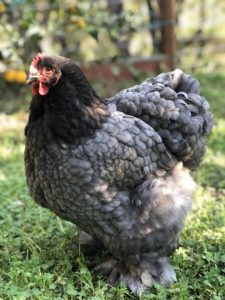 a fluffy grey cochin hen stands on a grassy surface